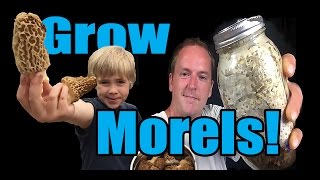 How to Grow Morel Mushrooms At HOME [upl. by Hayilaa855]