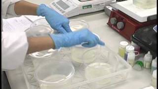 Plant Tissue Culture Media Preparation [upl. by Nikos]