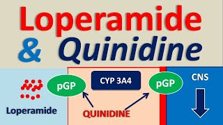 Loperamide and Quinidine  Drug interaction [upl. by Antoine62]