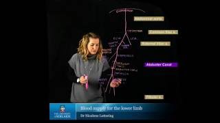 Blood Supply of the Lower Limb [upl. by Laniger]