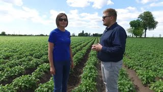 Uprawa ziemniaka jadalnego  kluczowe czynniki  Timac Agro [upl. by Coletta]