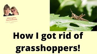 How I got rid of grasshoppers [upl. by Anyal]