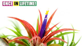 Air Plant Flowering Once in it’s Lifetime [upl. by Reifnnej]