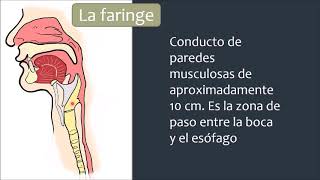 ÓRGANOS DEL SISTEMA DIGESTIVO  FARINGE Y ESÓFAGO [upl. by Enwad]