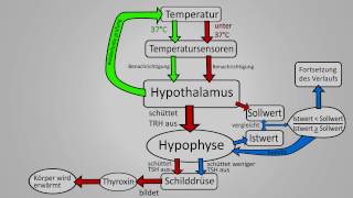 Die Schilddrüse [upl. by Cheffetz2]