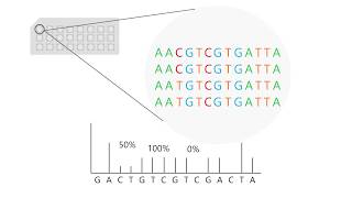 Pyrosequencing how to interpret results [upl. by Shalom]