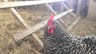 Barred Rock Hen Clucking [upl. by Nahtnoj]