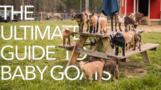 The ULTIMATE Baby Goat Guide [upl. by Meraree771]