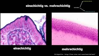 Histologie ─ Oberflächenepithelien [upl. by Tadashi]