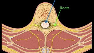 Spinal nerves [upl. by Kat]