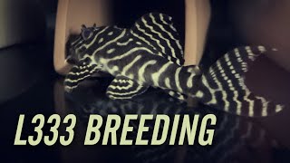 L333 King Tiger Pleco Breeding [upl. by Hawkins204]