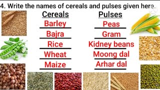 Cereals and pulses  Lesson with Worksheets  Practice questions on cereals and pulses [upl. by Kattie506]