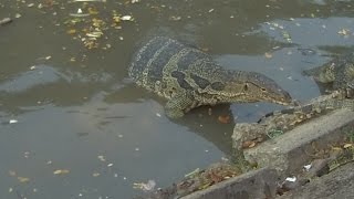 VARANUS SALVATOR AT LUMPHINI PARK BANGKOKTHAILAND [upl. by Suk]