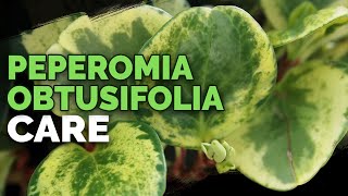 8 Peperomia Obtusifolia Care Tips and Tricks [upl. by Terraj164]