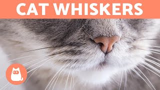 Why do CATS have WHISKERS  What are They For [upl. by Kila]