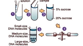 Centrifugation [upl. by Verbenia]