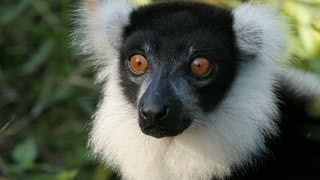 Lemurs of Madagascar HD [upl. by Riehl255]