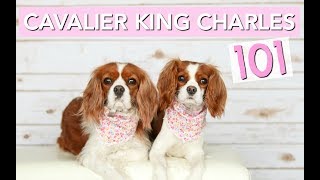 Cavalier King Charles Spaniels 101  Dog Facts  Herky The Cavalier [upl. by Eeliak342]