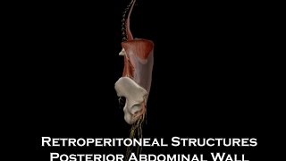 Peritoneal Recesses Dr Adel Bondok Making Anatomy Easy [upl. by Sinai]