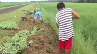 Rice Farming Complete Guide from Seeds to Harvest [upl. by Aslehc]