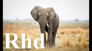 Great Elephant Nature 2018 HD Documentary [upl. by Eeimaj534]