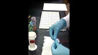 How to make a Cytology Smear [upl. by Coletta]