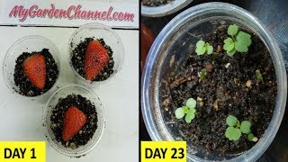 How To Grow Strawberries from Seed 🍓 Fast and Easy Method [upl. by Grannie]