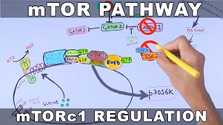 mTOR Pathway and its Regulation [upl. by Hefter623]