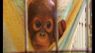 Tiny baby orangutan orphans [upl. by Adlai]