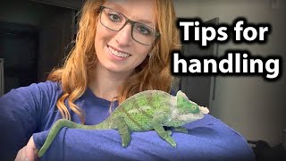 How to handle and tame a chameleon [upl. by Anuaik958]