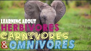 Learning About Herbivores Carnivores and Omnivores [upl. by Kariotta765]