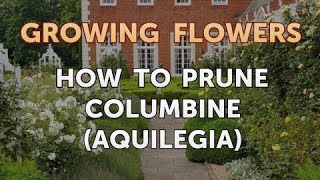 How to Prune Columbine Aquilegia [upl. by Assirk676]