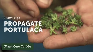 How to Propagate Portulaca — Ep 106 [upl. by Allemap]