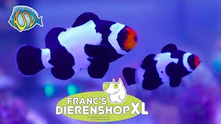 Francs Dierenshop XL  Zoetwater en zeewater aquarium  dieren  Spijkenisse [upl. by Sirrep]