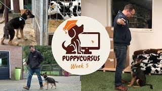 Online puppycursus week 5  trekken afleren  begin basis training [upl. by Ilhsa]