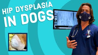 Hip Dysplasia in Dogs [upl. by Mihcaoj]