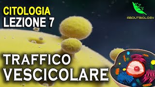 Il TRAFFICO VESCICOLARE Citologia Lezione 7 [upl. by Lapo178]