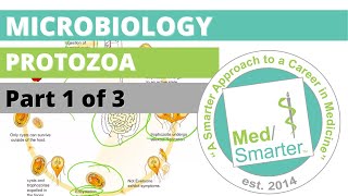 Protozoa  Microbiology  USMLE STEP 1  Part 1 of 3 [upl. by Ecirb]