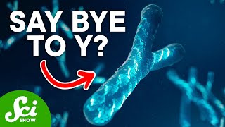 Why Y Chromosomes Might Disappear [upl. by Columbyne]