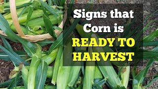 Signs that Corn is Ready to Harvest [upl. by Emylee86]