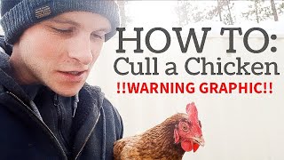 how to CULL a sick chicken [upl. by Maggs961]