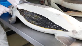 How Sturgeon Caviar Is Farmed and Processed  How it made Caviar  Sturgeon Caviar Farm [upl. by Hermine820]