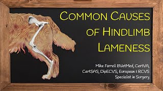 Hindlimb lameness [upl. by Rotberg750]