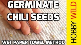 HOW TO GERMINATE CHILI SEEDS Wet Paper Towel Method [upl. by Genet]