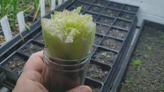 How To Regrow Lettuce From Food Scraps 5 day TimeLapse [upl. by Janus]