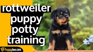 ROTTWEILER PUPPY POTTY TRAINING TIPS FROM REAL DOG TRAINERS [upl. by Bainbrudge]