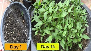 Quick and Easy Way To Grow Chili from seeds [upl. by Mcnully]