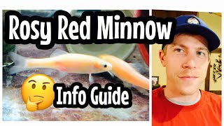 Rosy Red Minnow Care Feeders [upl. by Studley]