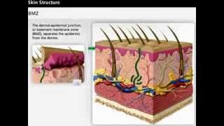 Skin Model Anatomy Overview  Anatomy and Physiology 1 [upl. by Dnilazor]