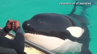 Killer whale trained to mimic human sounds [upl. by Rehpotisrhc]